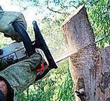 Pine Bush, NY Tree Removal Company