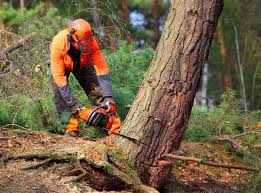 Best Tree Cabling and Bracing  in Pine Bush, NY