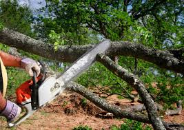 Best Stump Grinding and Removal  in Pine Bush, NY