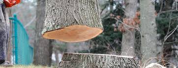 How Our Tree Care Process Works  in  Pine Bush, NY