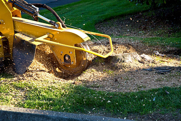 Best Arborist Consultation Services  in Pine Bush, NY