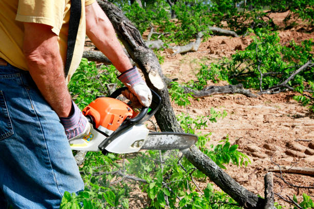 Best Emergency Tree Removal  in Pine Bush, NY